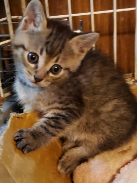 兄弟一緒を希望、2ヵ月のキジトラ男子