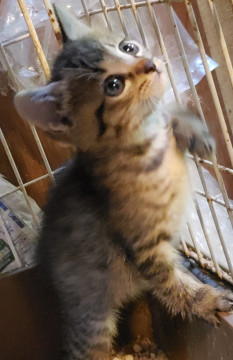 兄弟一緒を希望、2ヵ月のキジトラ男子