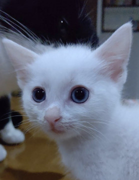 青い目の美少女姉妹