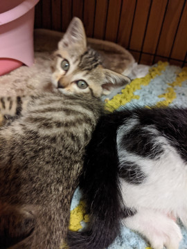 なつこい月子さん（イロイロ四兄弟）