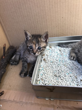 子猫の里親様募集
