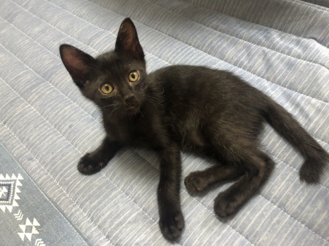 ４月生まれの子猫　春野菜兄妹　ふき♂