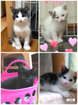 子猫４匹とママいます❣️