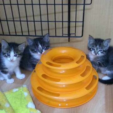 5匹！オス3メス2可愛いキジ白５/7生