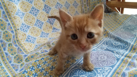 千葉県白井市/ミルクから育てた甘えん坊