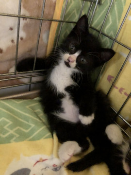 白黒ハチワレ　おはぎちゃん　名古屋から