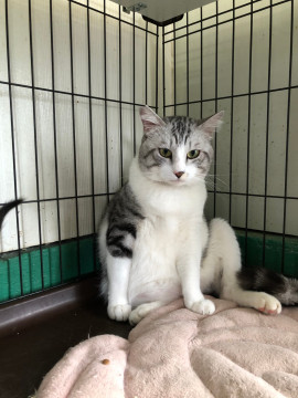 ダンボールに入っていた捨て猫(；ω；)