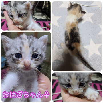 おはぎちゃん♀里親様募集♪