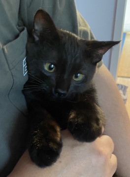 やんちゃな黒猫ちゃん
