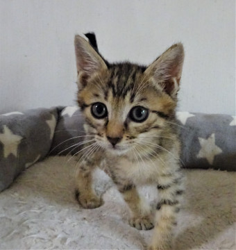 ミルクから育った生後2か月、麦くん