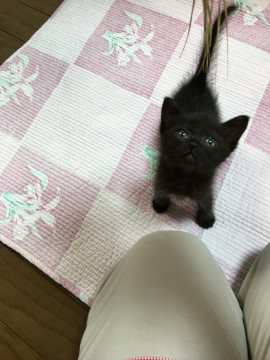 フワフワリンちゃん