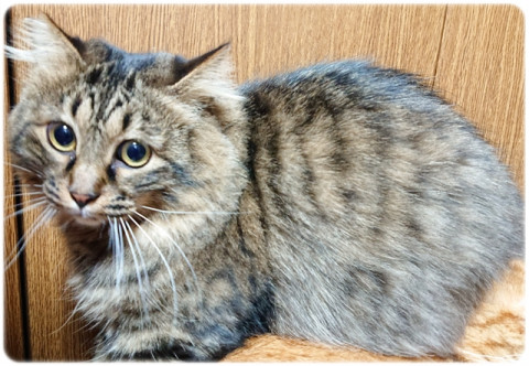 ⭐大きくてゴージャスなキジトラ⭐