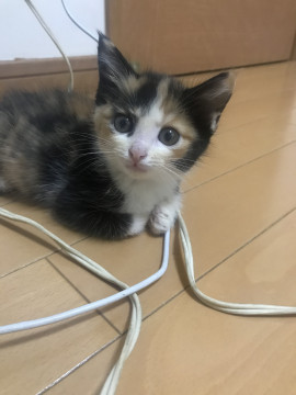 可愛すぎる三毛猫