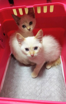 シャム風の兄妹、2匹一緒で！