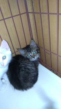 ふわふわ長毛女の子 キジトラ