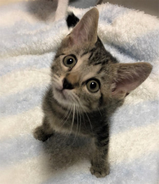 甘えん坊男の子