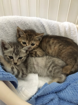 美形キジシロキジトラ姉妹