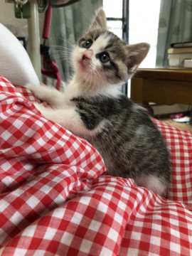 可愛い穏やかキジトラ1カ月