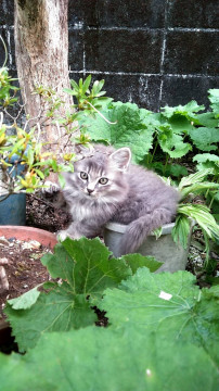元気な子猫