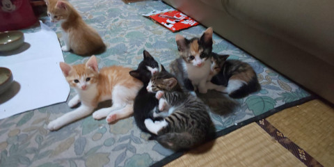 急募です！10匹の子猫達