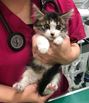 ノルウェージャンフォレスト風の模様の仔猫