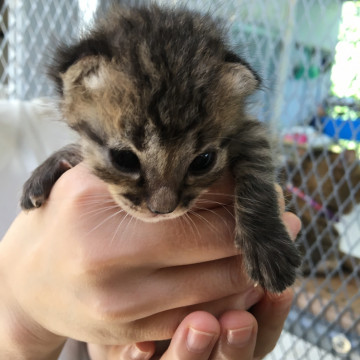 ちびっ子ハンサム キジトラ子猫