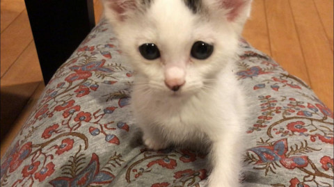 繊細で可愛い子猫