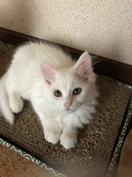 毛の長い子猫です