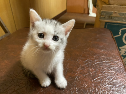 5きょうだいの里親さん募集その4