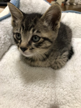1ヶ月のトラ君