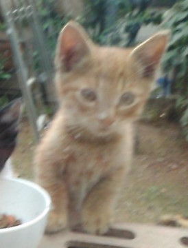 庭に住み着いた4匹の子猫