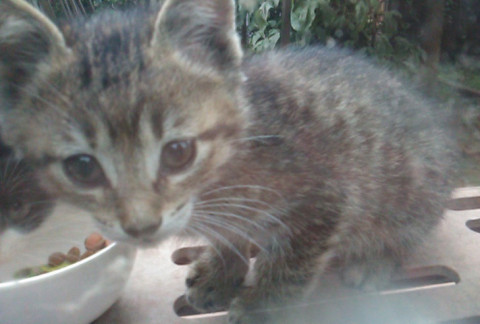 庭に住み着いた4匹の子猫