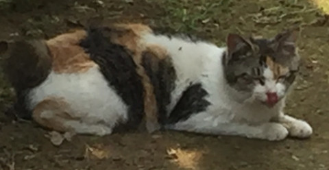 庭に住み着いた4匹の子猫の母