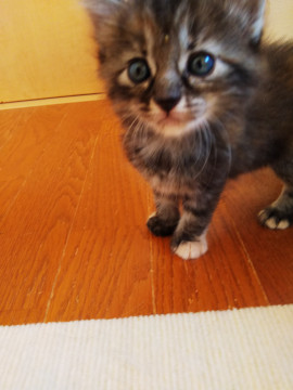 ２ケ月のふわふわ仔猫♡（５兄妹です）