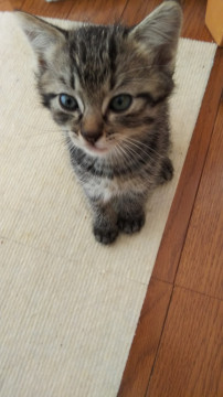 ２ケ月のふわふわ仔猫♡（５兄妹です）