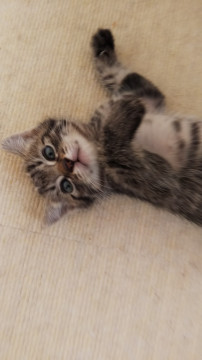 ２ケ月のふわふわ仔猫♡（５兄妹です）