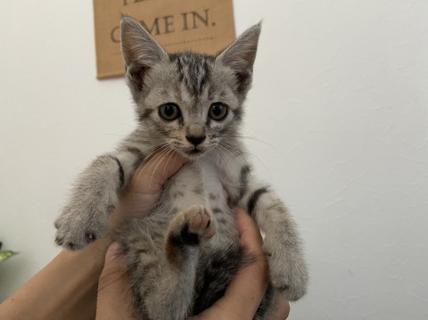 可愛いキジ猫ちゃん