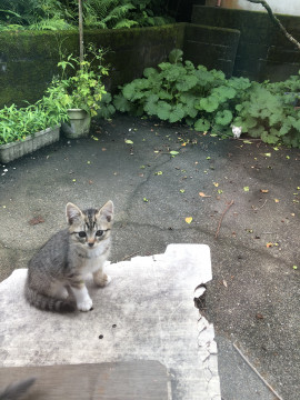可愛いキジちゃん。