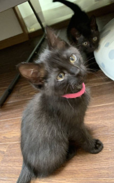 お返事ができるお利口さん エマちゃん