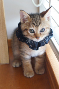 元気で懐こい　りぼんちゃん