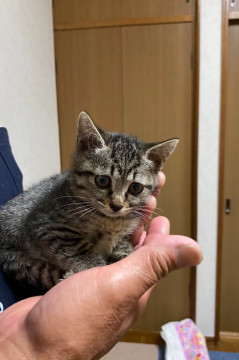 可愛い穏やかキジトラ1ヶ月