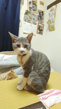 グレーと白