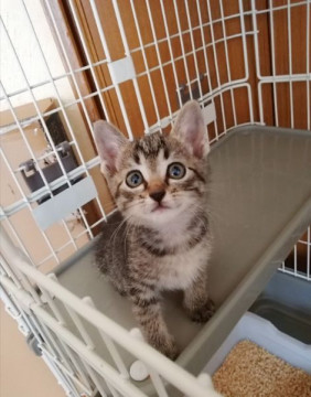 いなかの子にゃん姉妹②