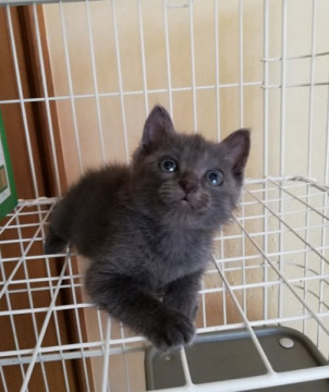 いなかの子にゃん姉妹③