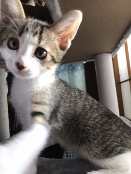 人、猫大好き！きなこトライアル決定