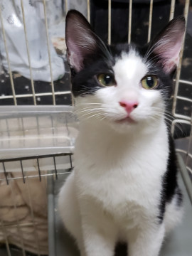 お留守番もできます、8ヵ月の黒白女子