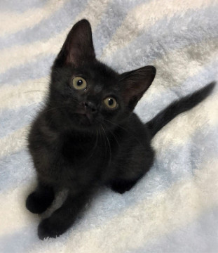 ちっちゃな甘えん坊