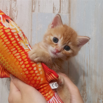 6月20日見学会やります！子猫〜成猫まで