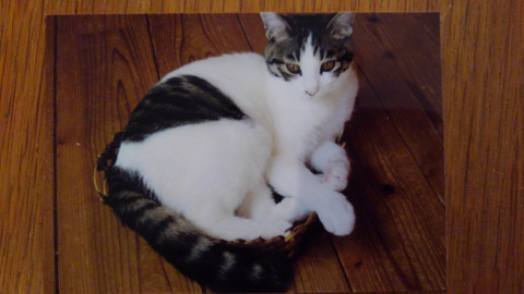 仔猫にはない魅力的なシニア猫です