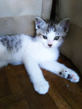 かわいいサバシロ